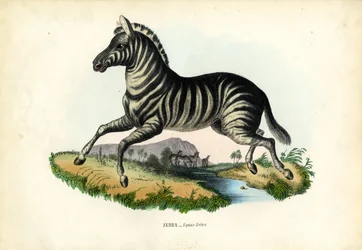Zebra, 1863-79